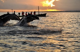 День 7. Утренняя морская прогулка к дельфинам 
