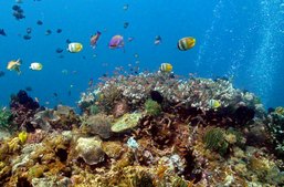 День 7,8  Снорклинг  -тур к острову РЕДАНГ 